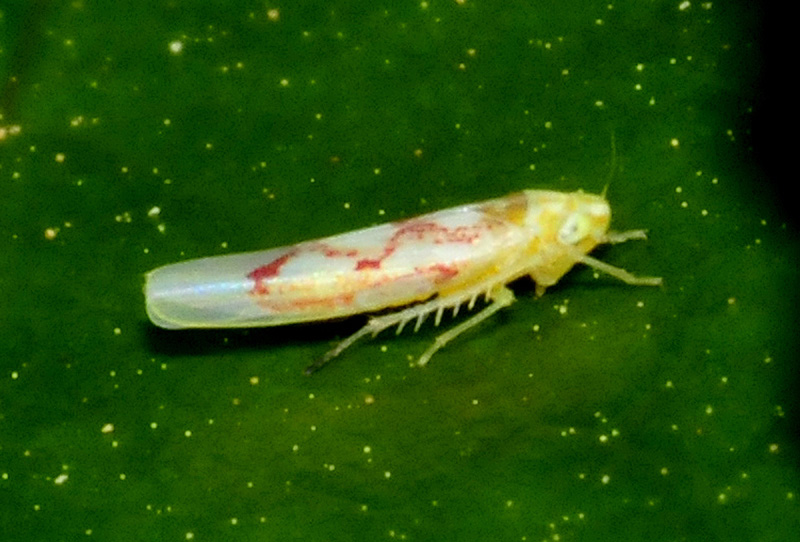 Zygina flammigera ed Arboridia sp.